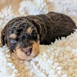 Imani - Brown female Bernedoodle puppy in Sparta, Missouri from Sis' Doodles & Poodles