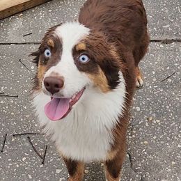 Athena - Miniature Australian Shepherd