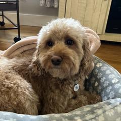 Mia - Labradoodle