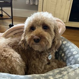 Mia - Labradoodle