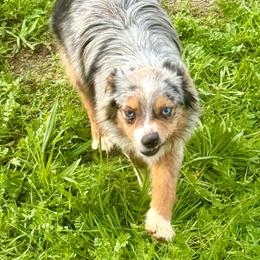 Titan - Toy Australian Shepherd