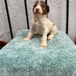 Reef - Chocolate male Goldendoodle puppy in Atlantic Beach, Florida from Glamorous Golden Doodles