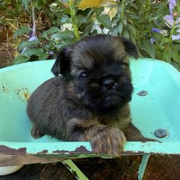 Cody (red) - Red male Brussels Griffon puppy in Brooks, Georgia from Brooks Berner Bears & Brussels Griffons