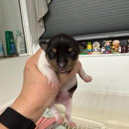 Misty Pup A - White black and tan male Toy Fox Terrier puppy in Clermont, Florida from Debbie Hiles's Toy Fox Terriers