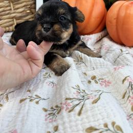 Olivia - Black and gold female Shorkie puppy in Charleston, West Virginia from Mountain State Puppies