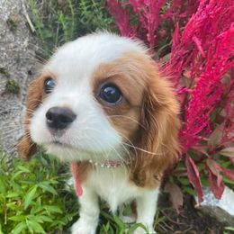 Cavalier King Charles Spaniels from iHeart Cavaliers