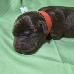 Rally - Chocolate male Labrador Retriever puppy in Waco, Texas from Ancient Dogges Performance Dogs