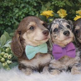 Dachshund puppies from Bowdachs Cream Pies