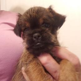 Lacy - Black and tan female Brussels Griffon puppy in Nc, Florida from Brusseluv2