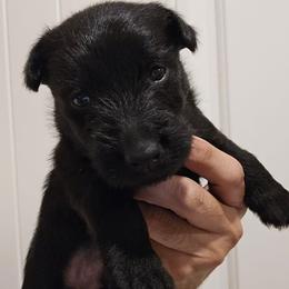 Male5 - Black male Scottish Terrier puppy in Conroe, Texas from Scotch McLaren Terriers