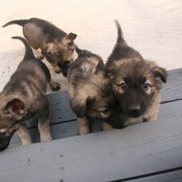 Shiloh Shepherd Puppies from Solace Shilohs