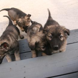 Shiloh Shepherd Puppies from Solace Shilohs