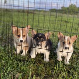 Pembroke Welsh Corgi Puppies from Twisted Little Corgis