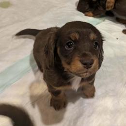 Girl 3 - Chocolate and tan female Dachshund puppy in New Castle, Colorado from Shaffers low riding weiners