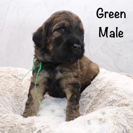 Green - Sable male Goldendoodle puppy in Maryville, Tennessee from Twin City Doodles