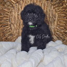 Avacado - Black male Goldendoodle puppy in Cleveland, Georgia from The O.G. Doodles
