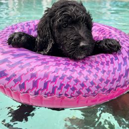 Goldendoodle Puppies from Lucky's Doodlez