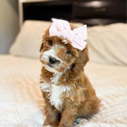 Cookie - Red  female Goldendoodle puppy in Sallisaw, Oklahoma from Huddle Puppies