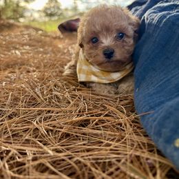 Bentley - Cream male Poodle puppy in Utica, Ohio from Poodle Me Crazy