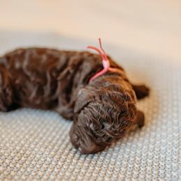 Ella Fitzgerald - Chocolate female Labradoodle puppy in Orange, Virginia from Hillcrest Labradoodles