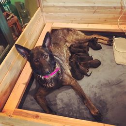 German Shepherd Puppies from Keys K9s