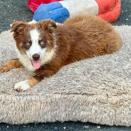 Tri female - Red tri female Miniature Australian Shepherd puppy in Lemon Cove, California from Magic Ranch Mini Aussies