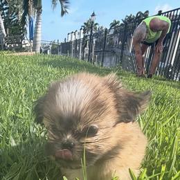 Shih Tzu Puppies from Staci Fidler