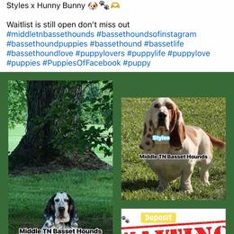 Basset Hound puppies from Middle TN Leopard Catahoulas and Middle TN Bassett Hounds