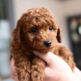 Hawthorn - Red  male Goldendoodle puppy in Wake Forest, Utah from Dreamcoat Doodles