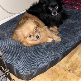 Millie - Pomeranian