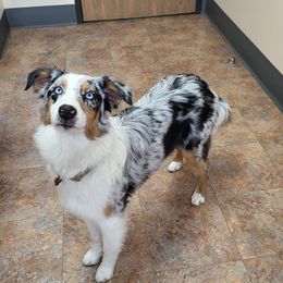Liberty Rain - Australian Shepherd
