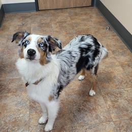 Liberty Rain - Australian Shepherd
