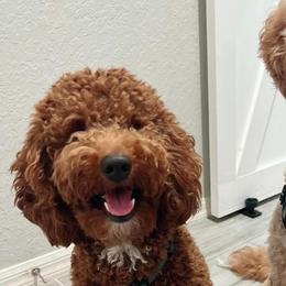 Goldendoodle Puppies from The Doodle House