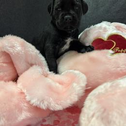 Mint - Black brindle female Cane Corso puppy in Crawfordsville, Indiana from Silverstone Cane Corso