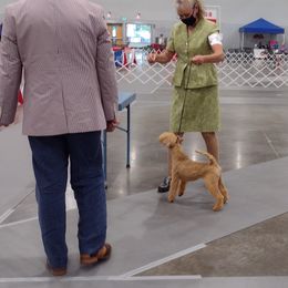 Giant Schnauzer and Lakeland Terrier Puppies from Lazy VL Lakelands