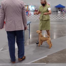 Giant Schnauzer and Lakeland Terrier Puppies from Lazy VL Lakelands