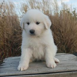Girl 1 Blue - White female Great Pyrenees puppy in Yakima, Washington from Naches Heights Ranch