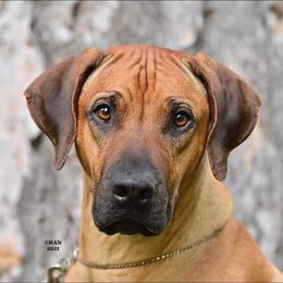 Rhodesian Ridgeback Puppies from Aziza Ridgebacks