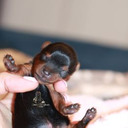 Yorkshire Terrier Puppies from Essence of Grace Yorkies