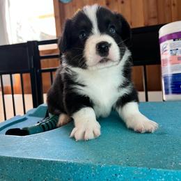 Naked - Black and white male Cardigan Welsh Corgi puppy in Pilot, Virginia from Katie's Corgis - VKM Farmstead