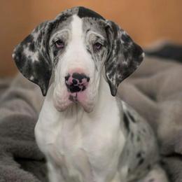 Slavi - Mantle merle female Great Dane puppy in Northeast, Pennsylvania from Bluestone Valley Great Danes