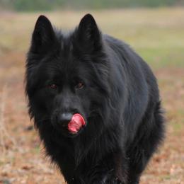 German Shepherds from Oakley Acres Shepherds