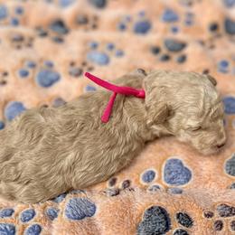 Daisy - Cream female Poodle puppy in Greenville, South Carolina from Wendy's House Of Poodles LLC