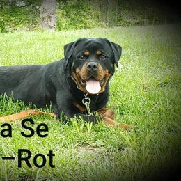 Neda Se Ungo Rot - Rottweiler
