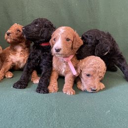 Poodle Puppies from Shab's Standard Poodle