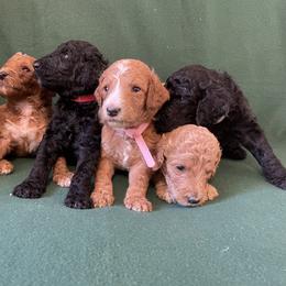 Poodle Puppies from Shab's Standard Poodle