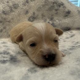 Hooch - Apricot male Maltipoo puppy in Dade City, Florida from Watkins Maltipoo's