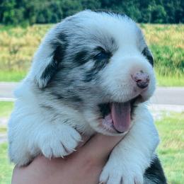 Wrangler - Blue merle and white male Cardigan Welsh Corgi puppy in Kerens, West Virginia from Leather & Lace