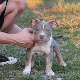 Venetian - Lilac tri-color female American Bully puppy in Orlinda, Tennessee from SimplyBullies