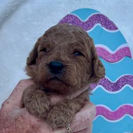 Green - Red  male Goldendoodle puppy in Indian Trail, North Carolina from Castleberry Doodles and Poodles
